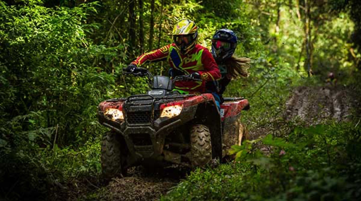 Quad riders on a forest trail